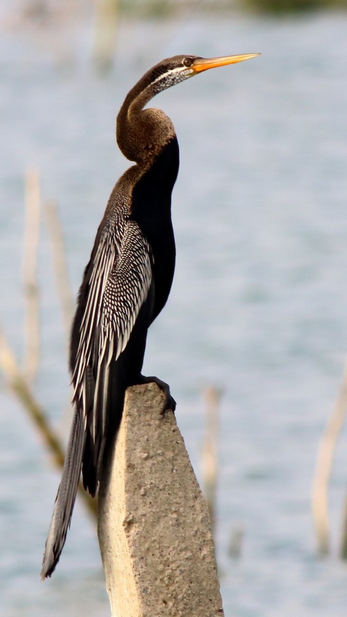 Oriental Darter - Satish Sasi