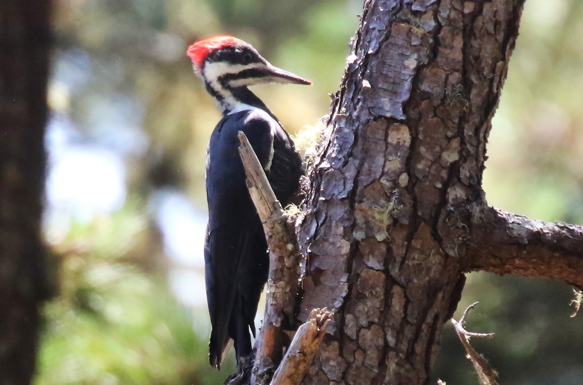 Pileated Woodpecker - ML113239781