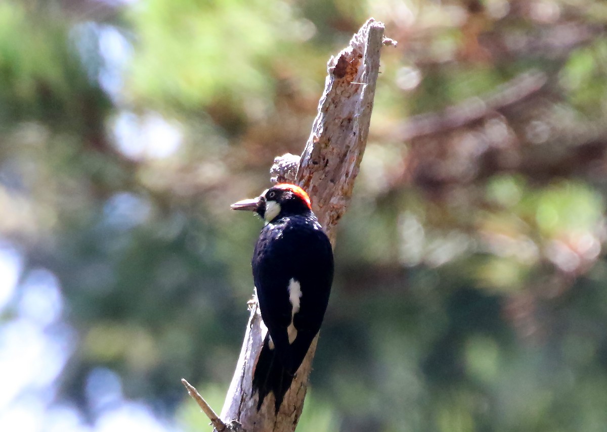 Acorn Woodpecker - ML113239811