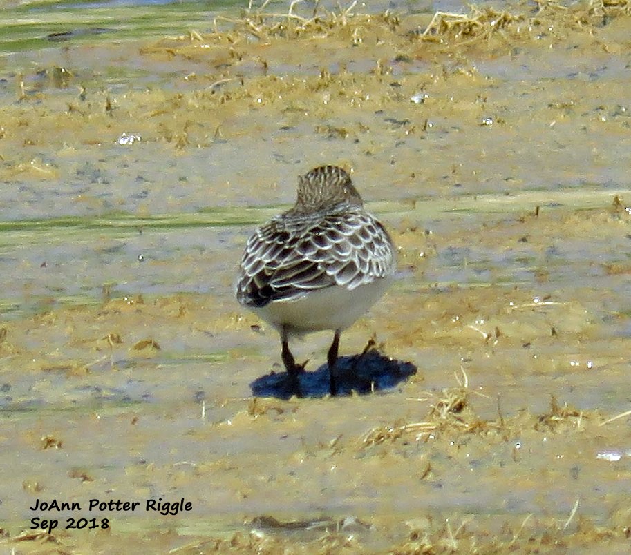 Baird's Sandpiper - ML113242181