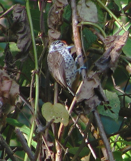 White-barred Piculet - ML113242261