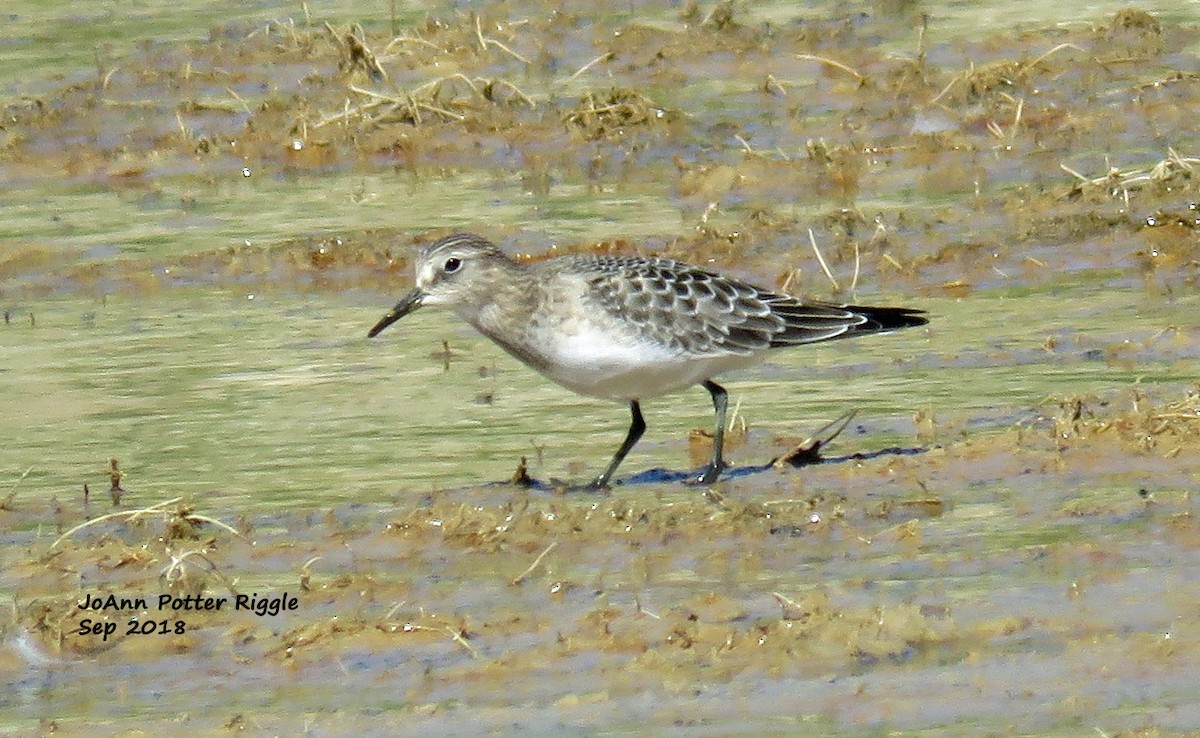 Bairdstrandläufer - ML113242351