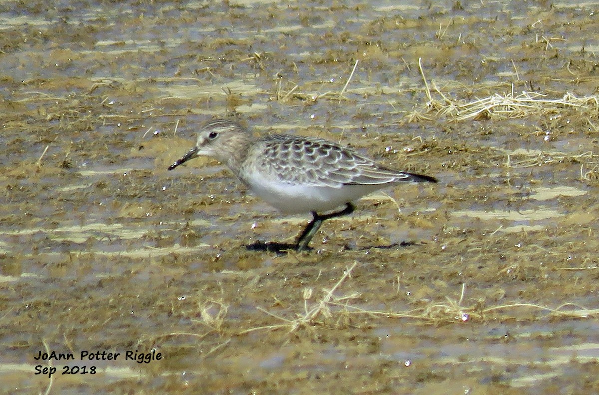 Baird's Sandpiper - ML113242361