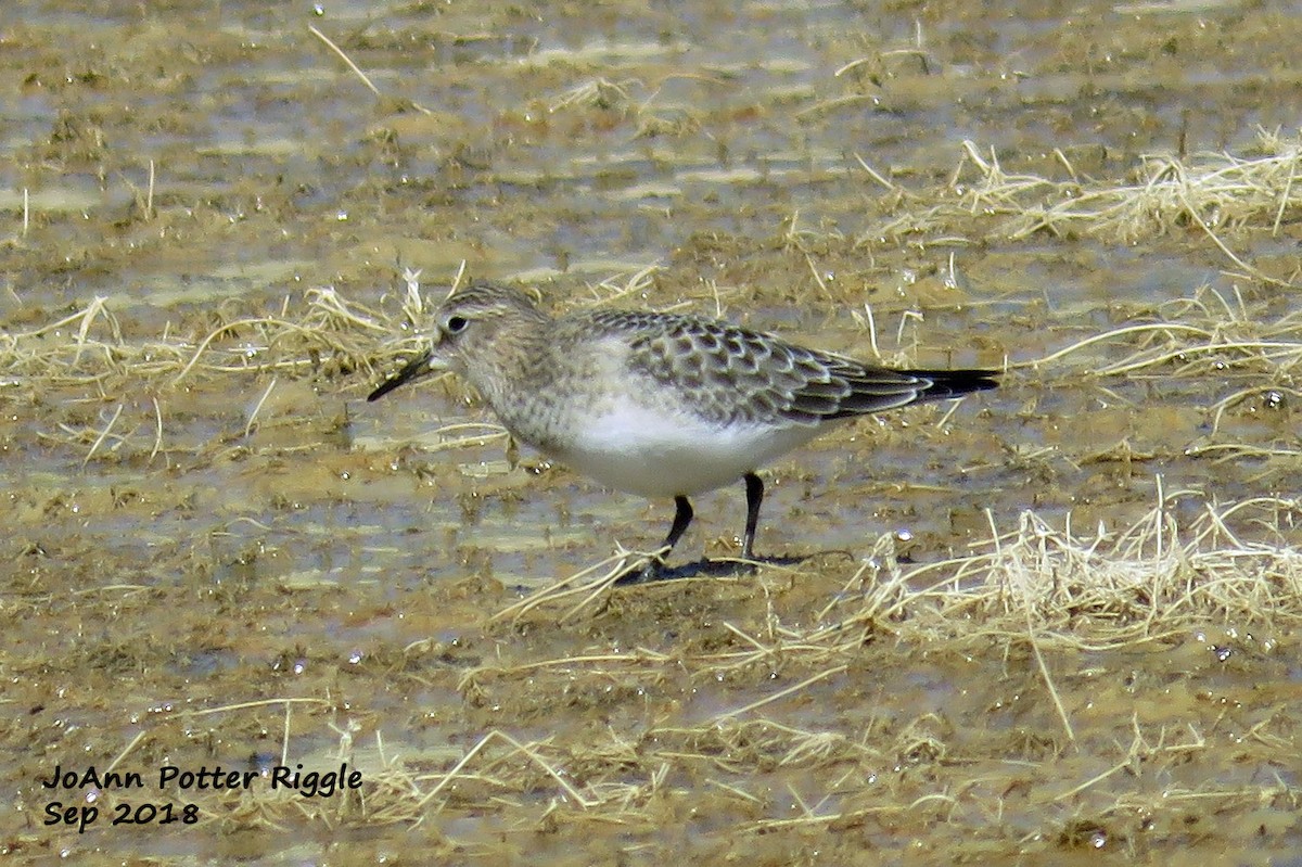 Baird's Sandpiper - JoAnn Potter Riggle 🦤