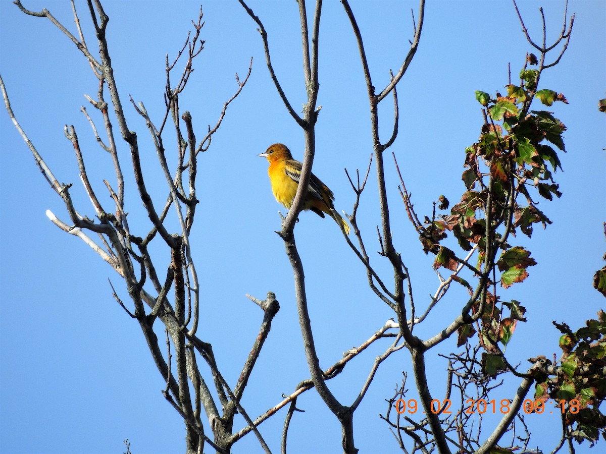 Baltimore Oriole - ML113247881