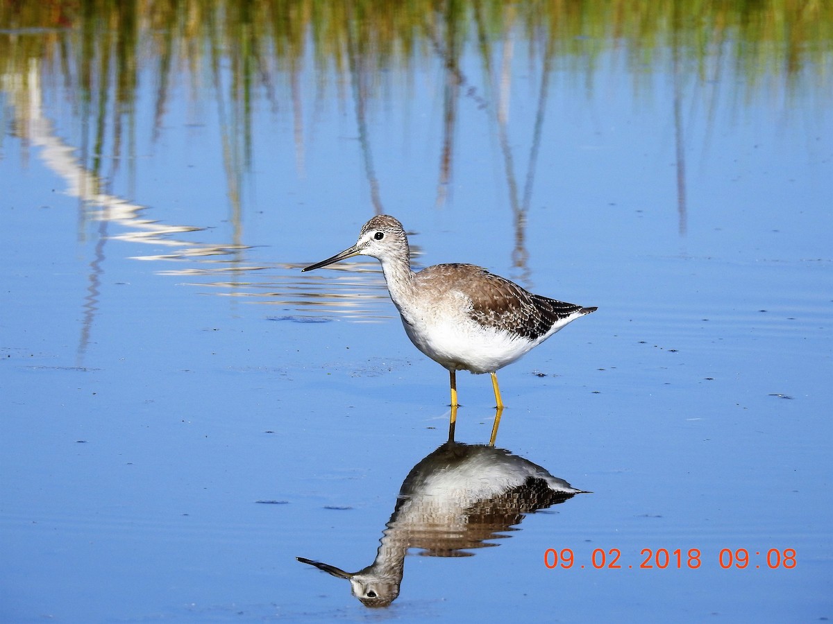Lesser Yellowlegs - ML113247931