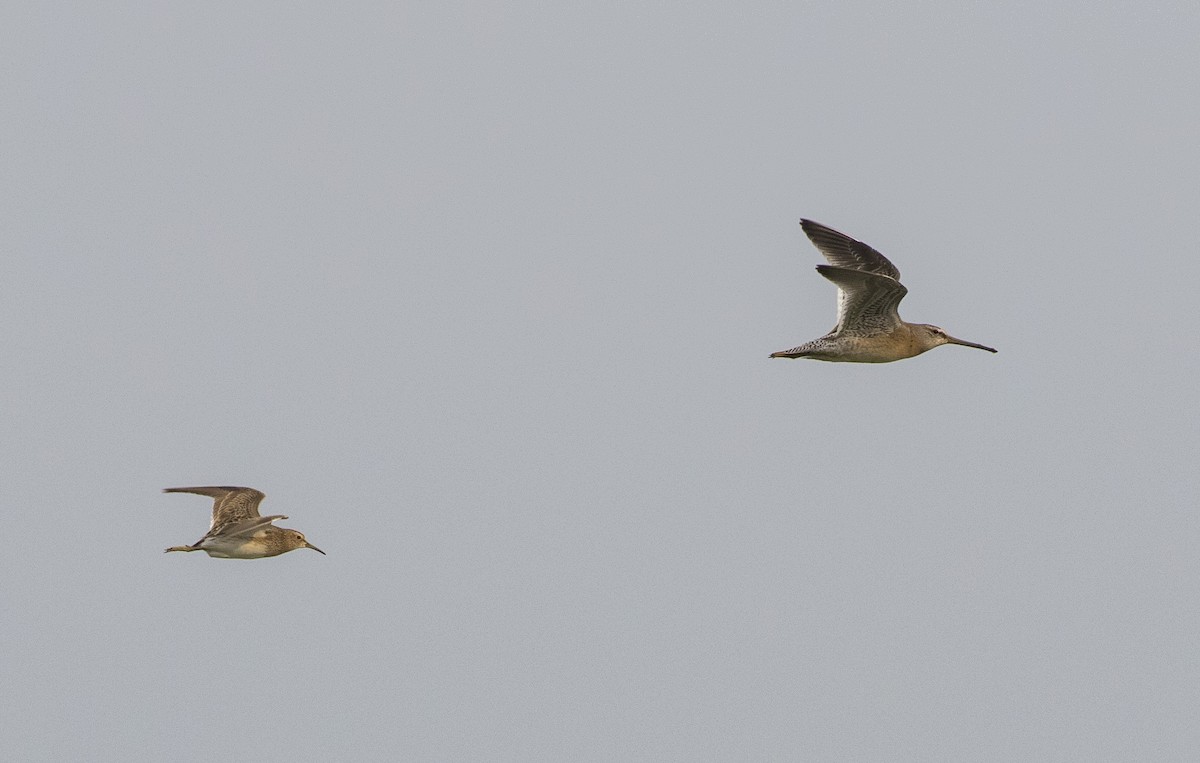 Pectoral Sandpiper - ML113247981