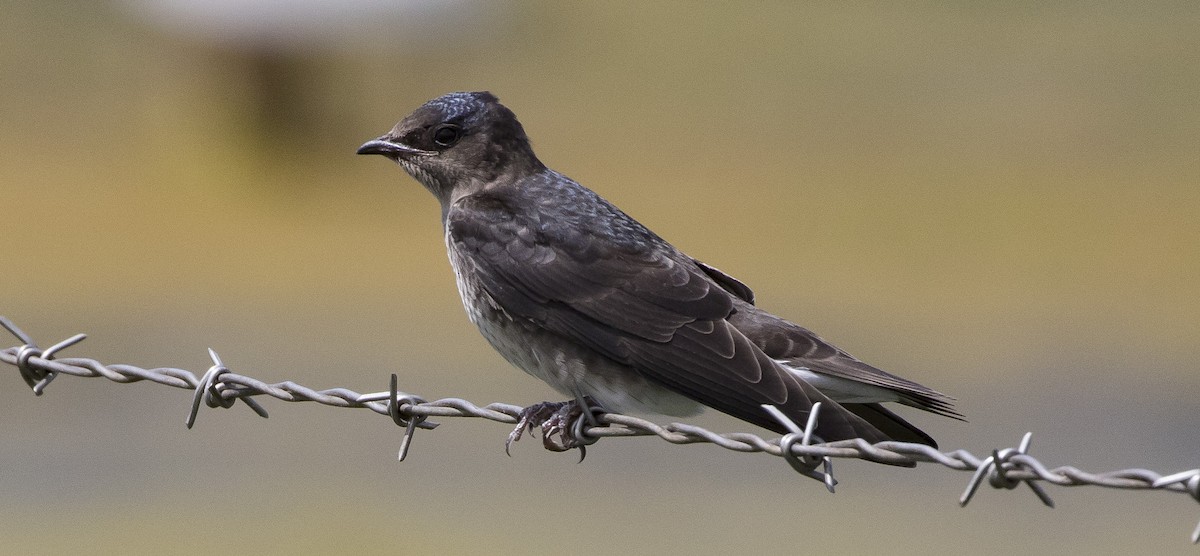 Purple Martin - ML113248691