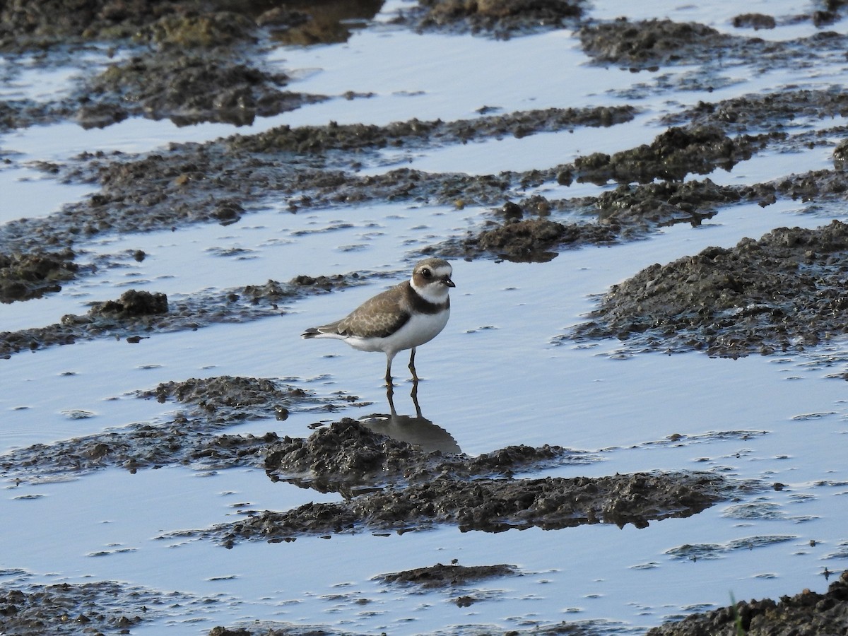 Semipalmated Plover - ML113253811