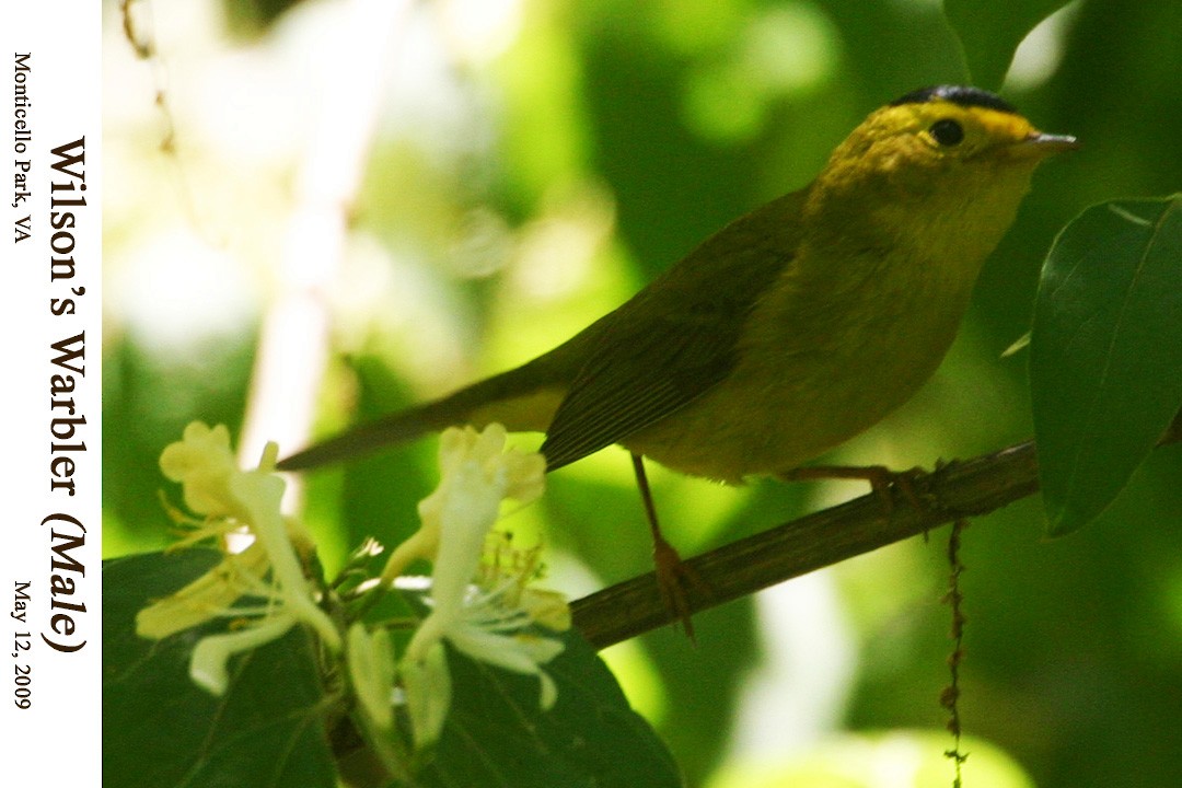 Wilson's Warbler - ML113255261