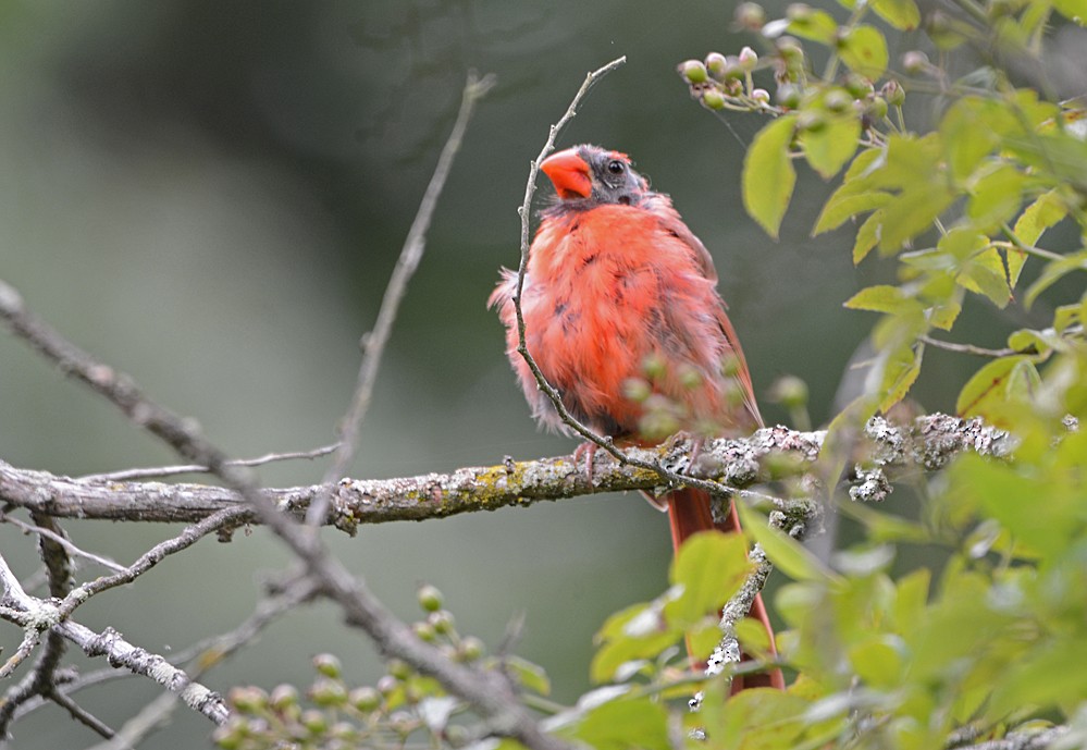 Northern Cardinal - ML113256401