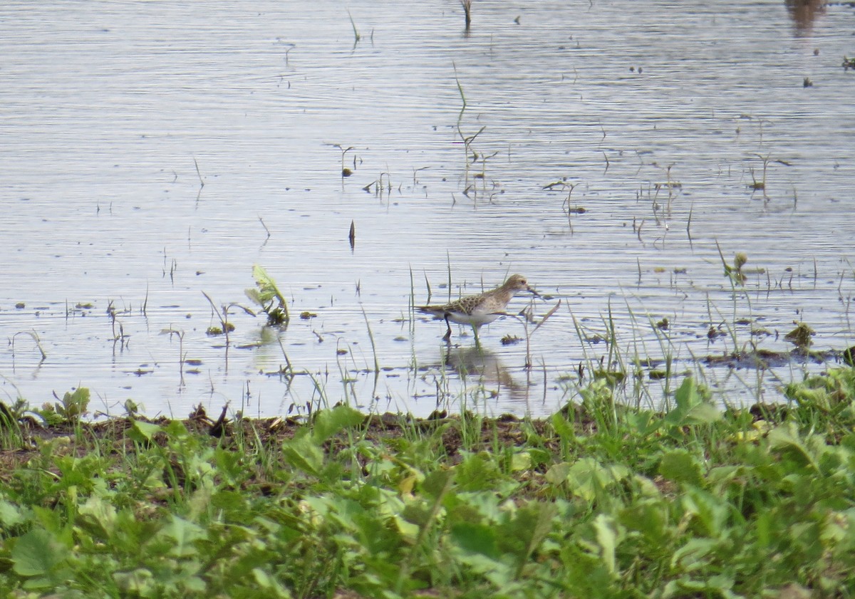 Baird's Sandpiper - Jennie Lanzendorf