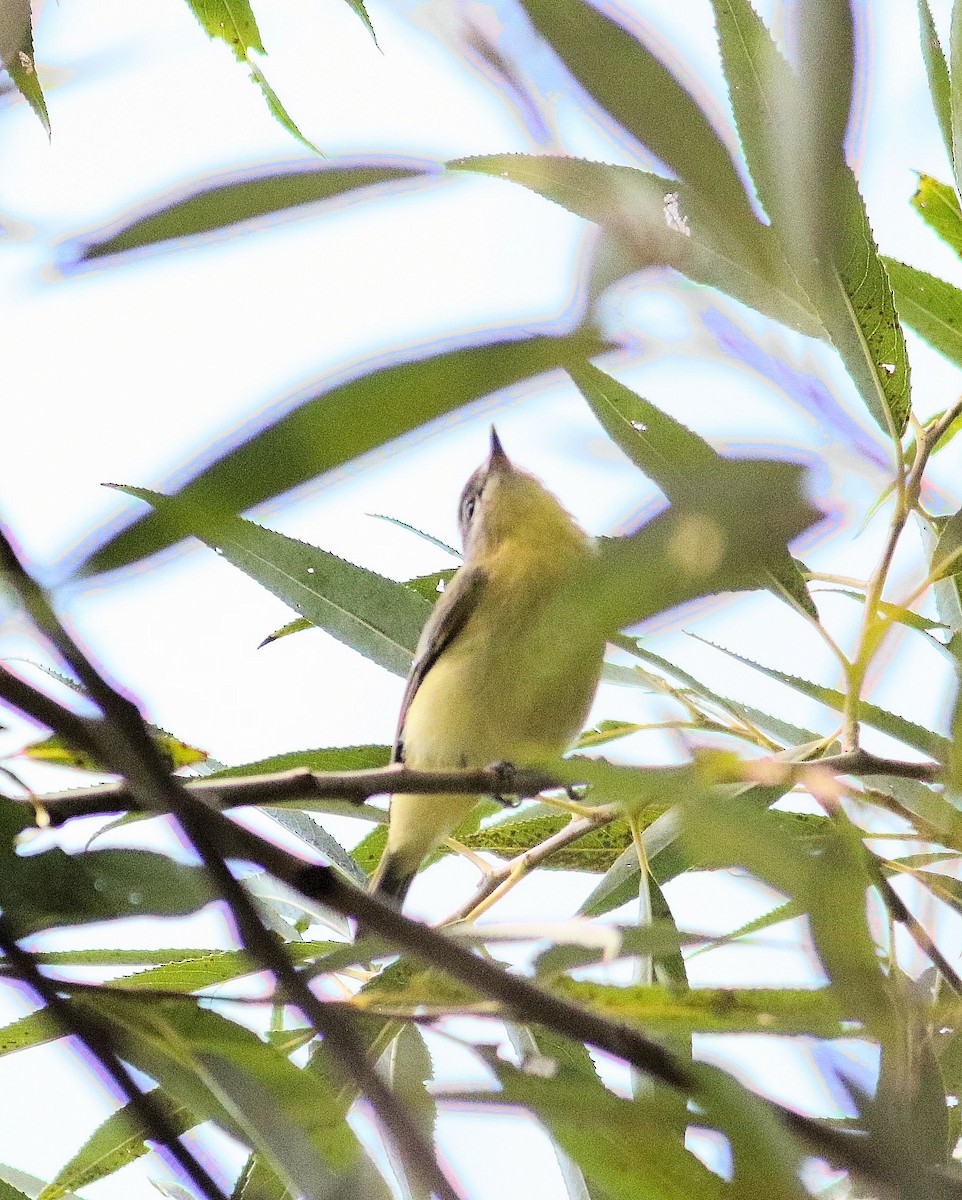 Philadelphia Vireo - John  Cameron