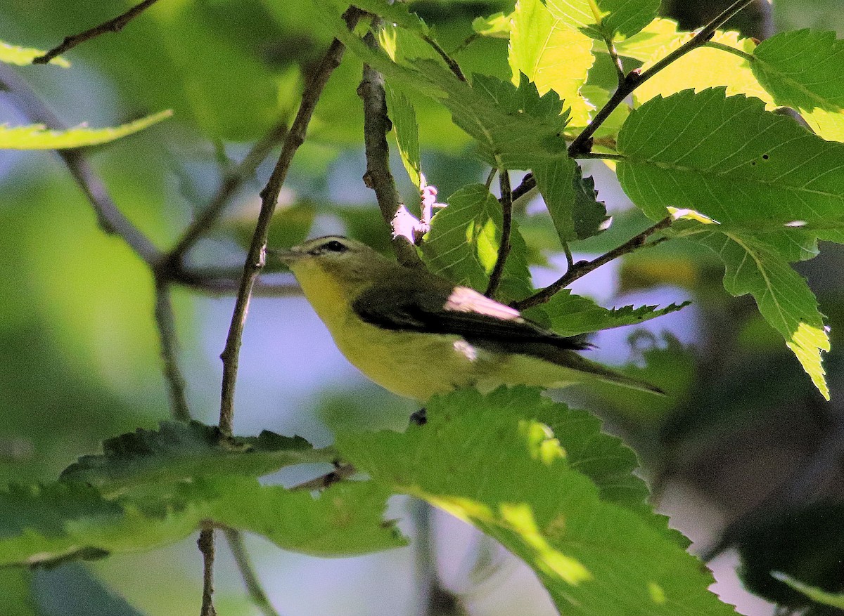 Philadelphia Vireo - John  Cameron