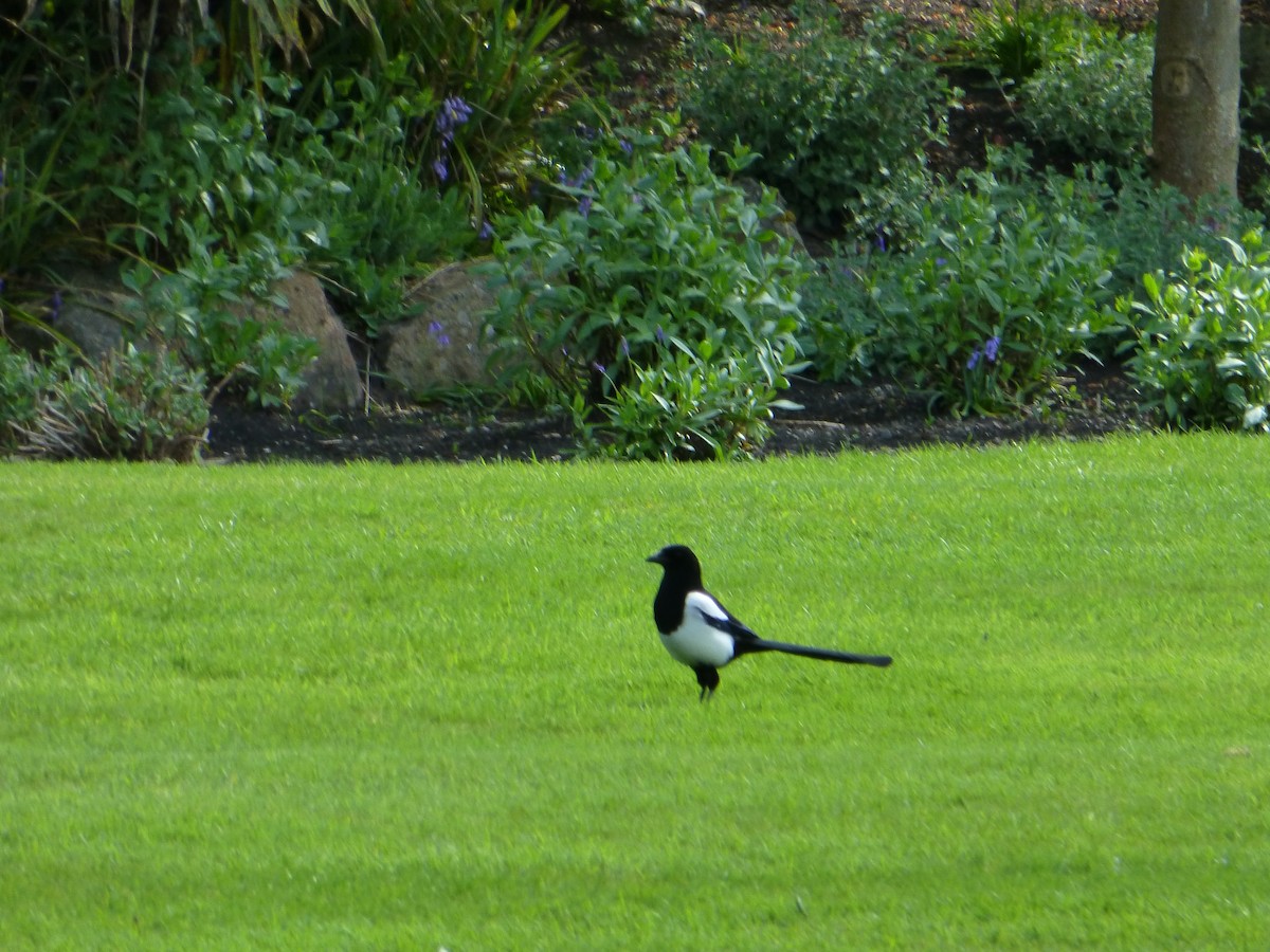 Eurasian Magpie - Annie Downing