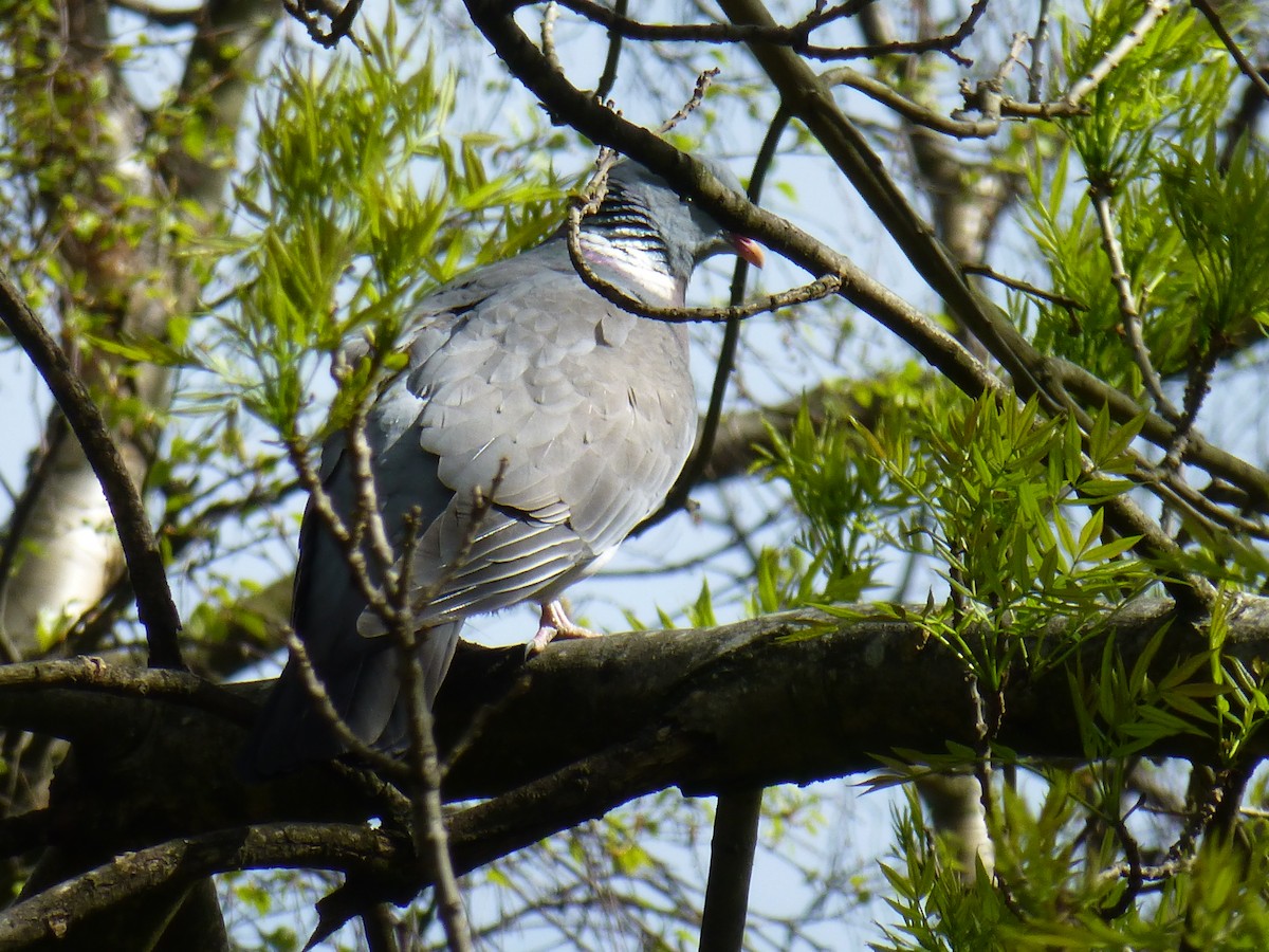 Common Wood-Pigeon - Annie Downing