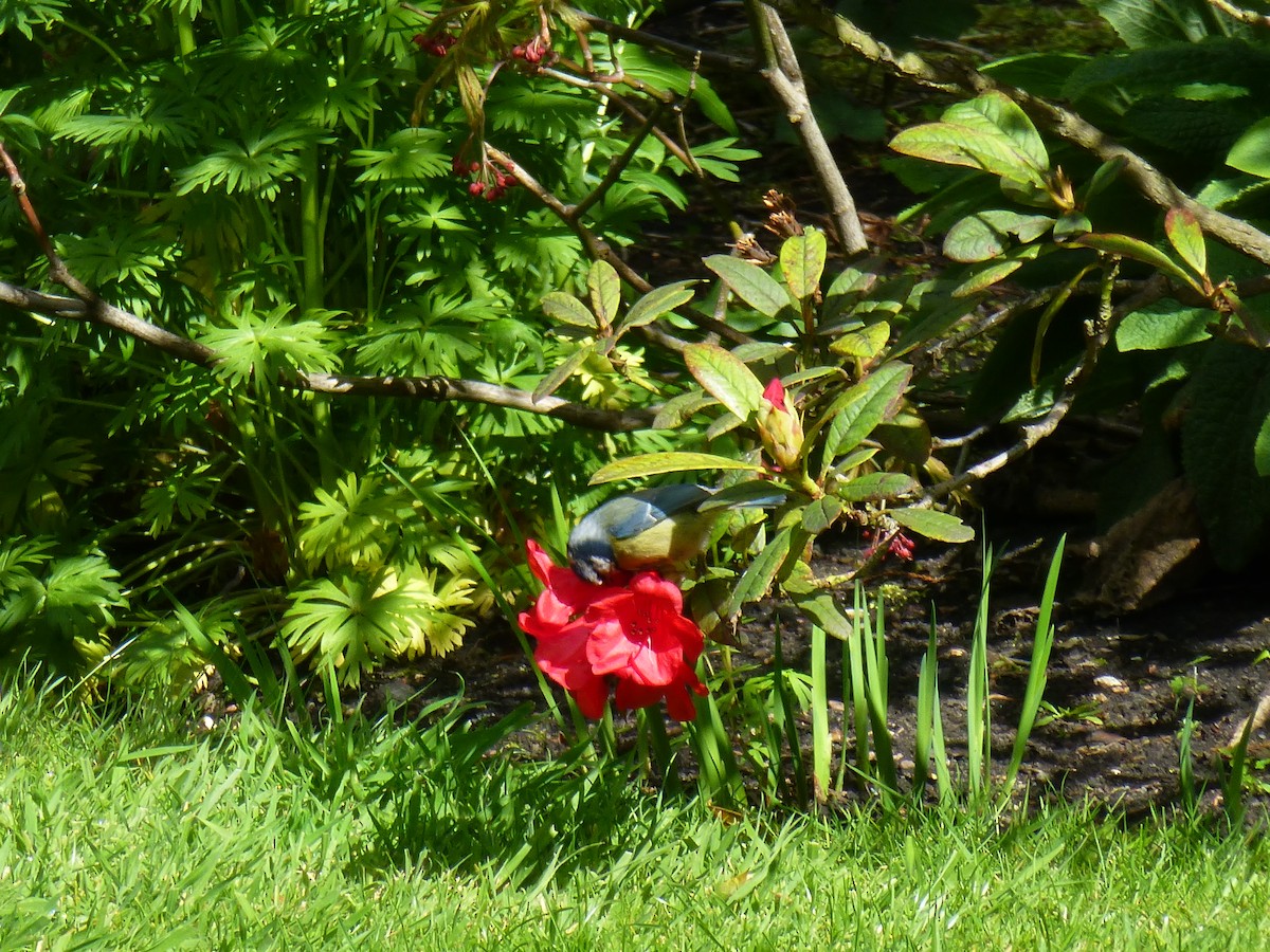 Eurasian Blue Tit - Annie Downing