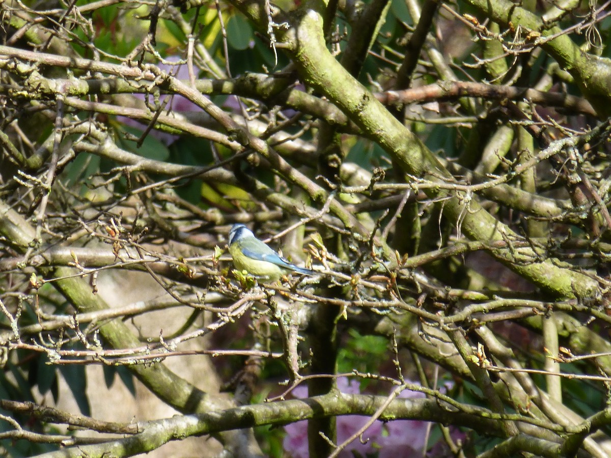 Eurasian Blue Tit - Annie Downing