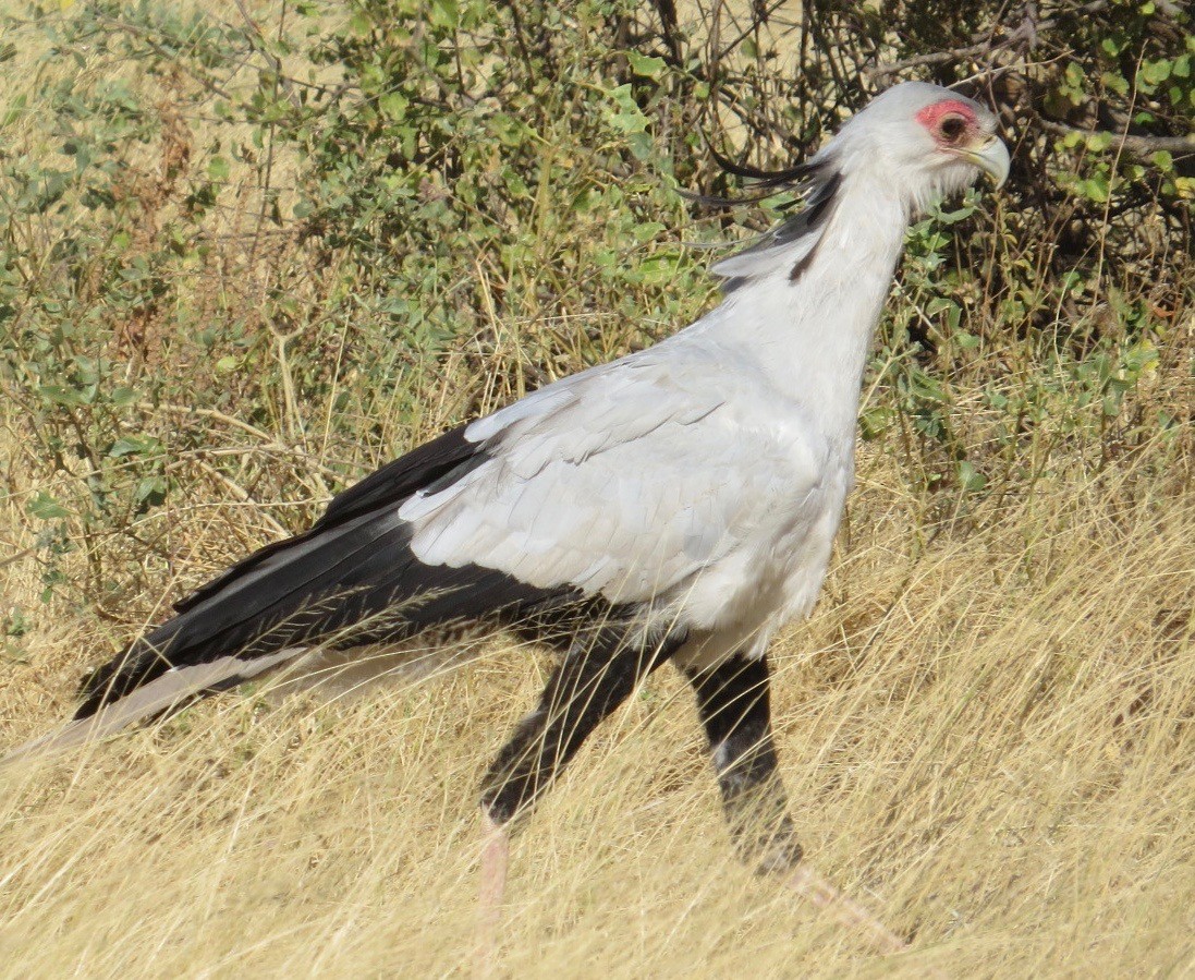 Secretarybird - ML113263301