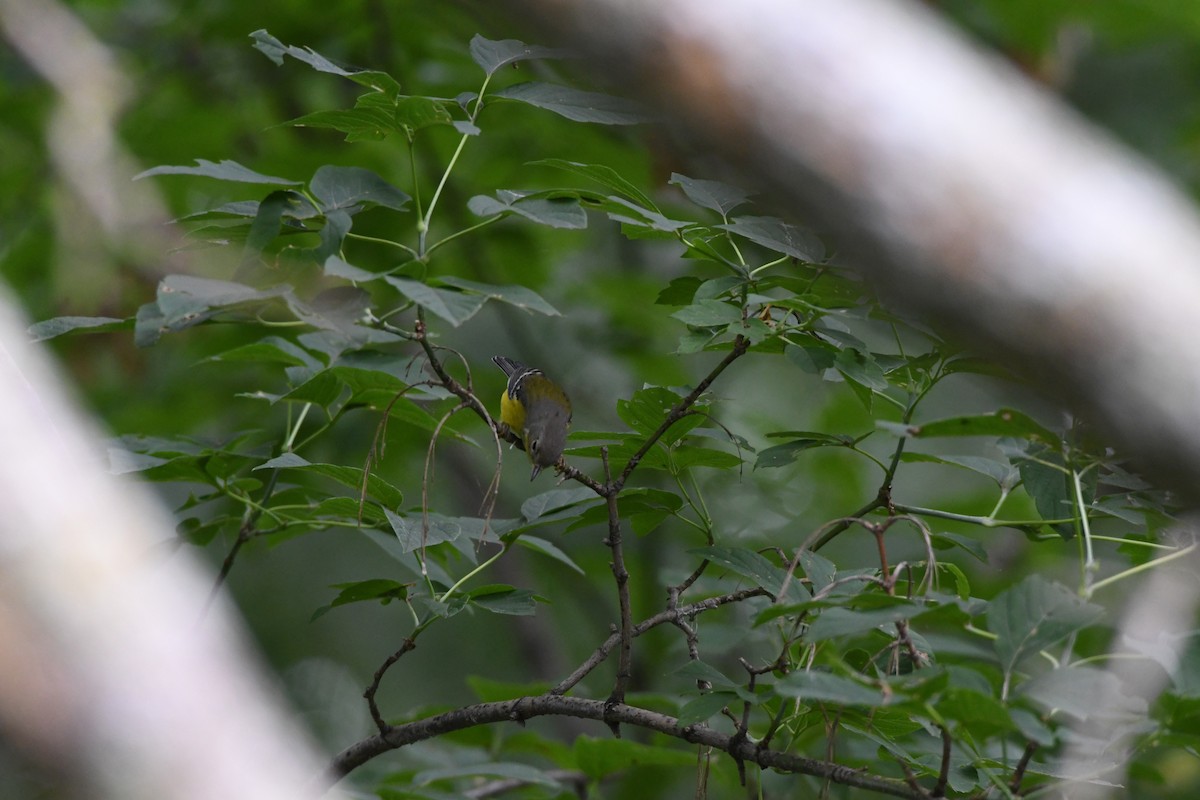 Magnolia Warbler - ML113263381