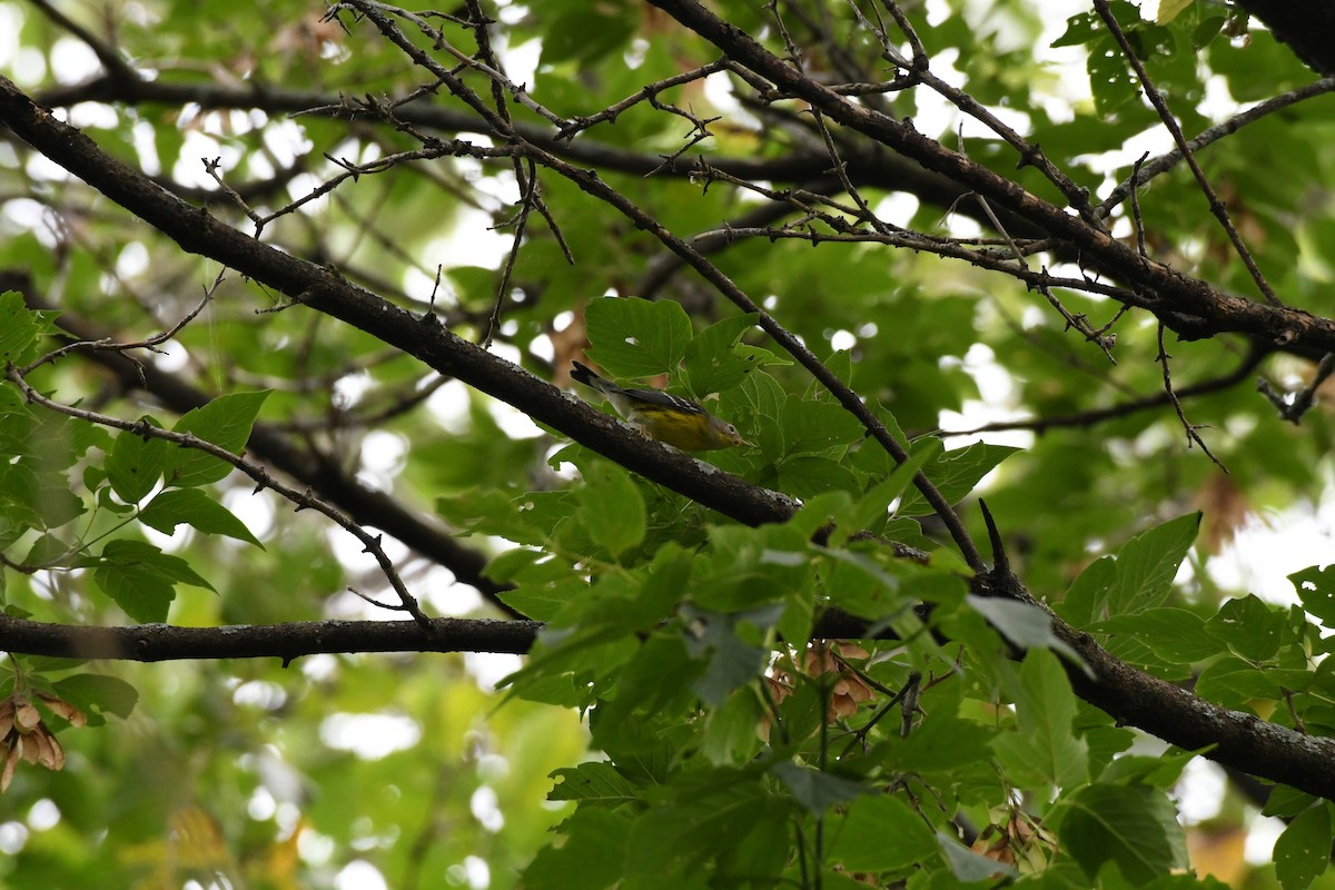 Magnolia Warbler - ML113263391