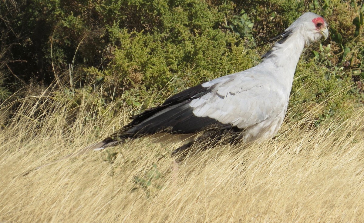 Secretarybird - ML113263901