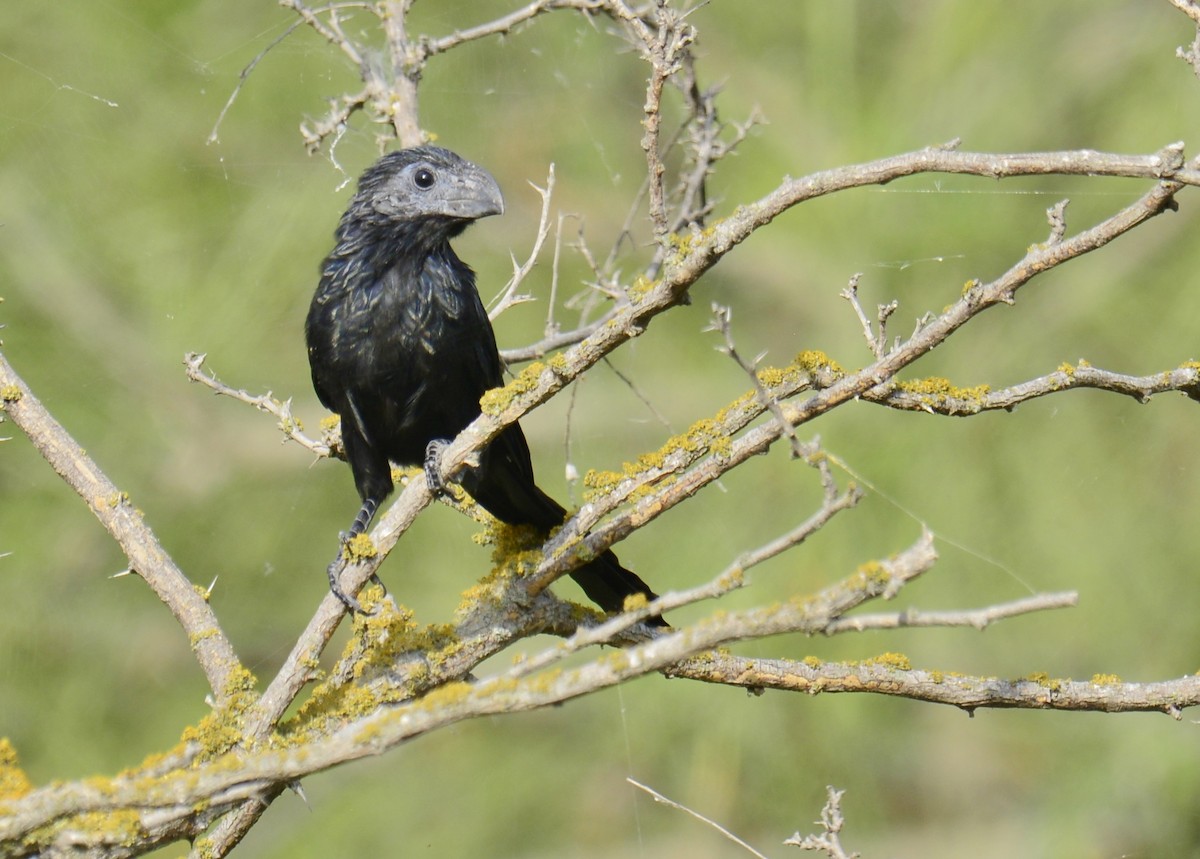 Groove-billed Ani - ML113265971
