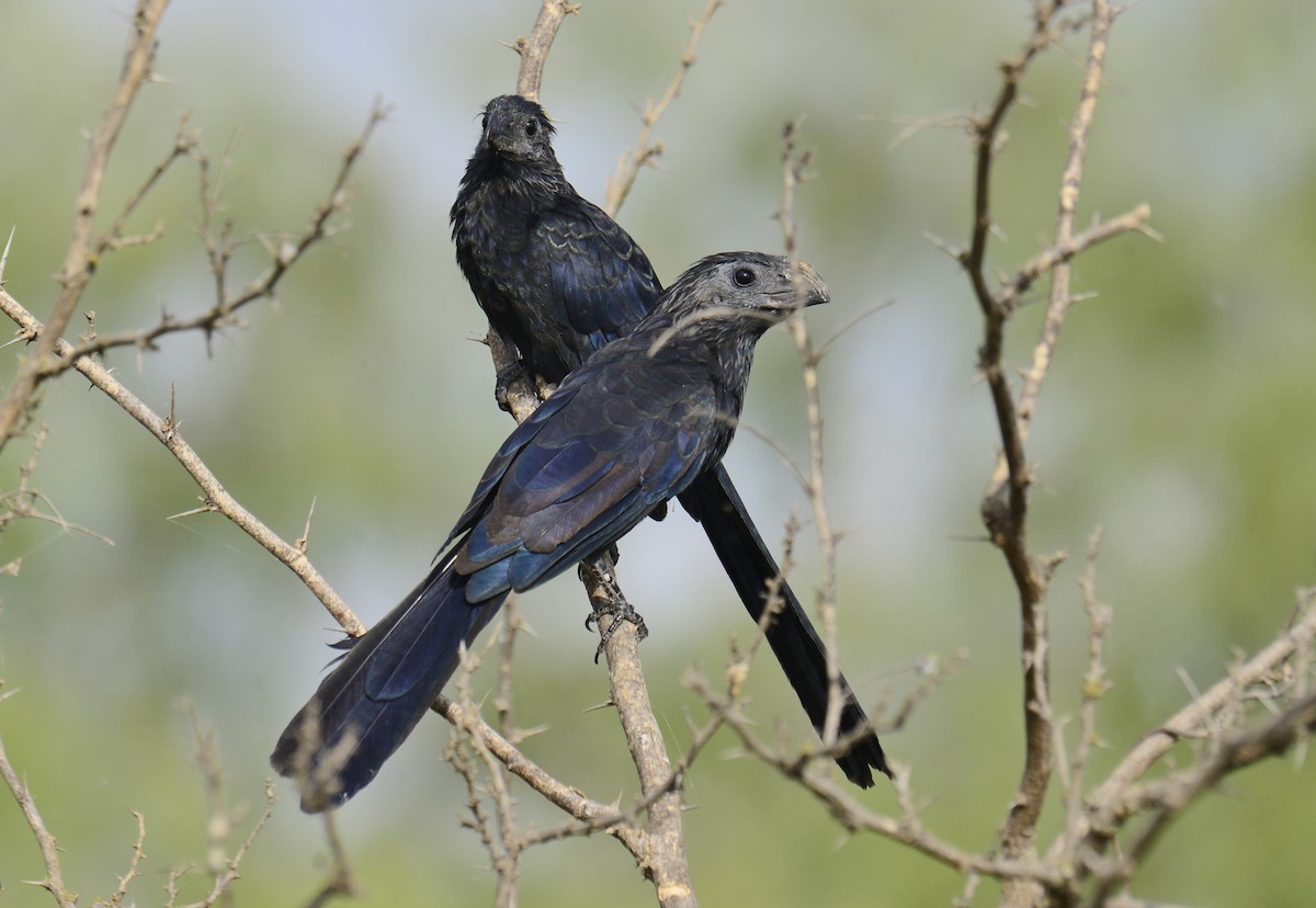 Groove-billed Ani - ML113266001