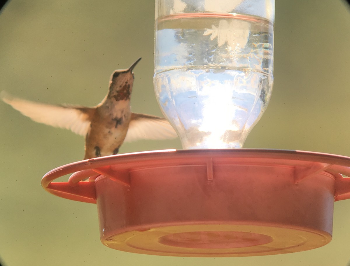 Rufous Hummingbird - Andrew Guttenberg