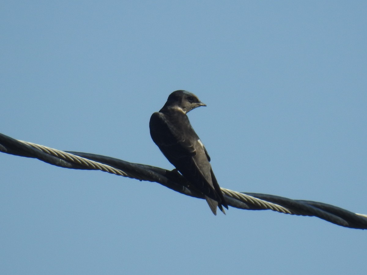 Golondrina Purpúrea - ML113266931