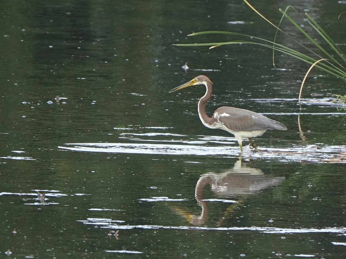 Tricolored Heron - ML113267541