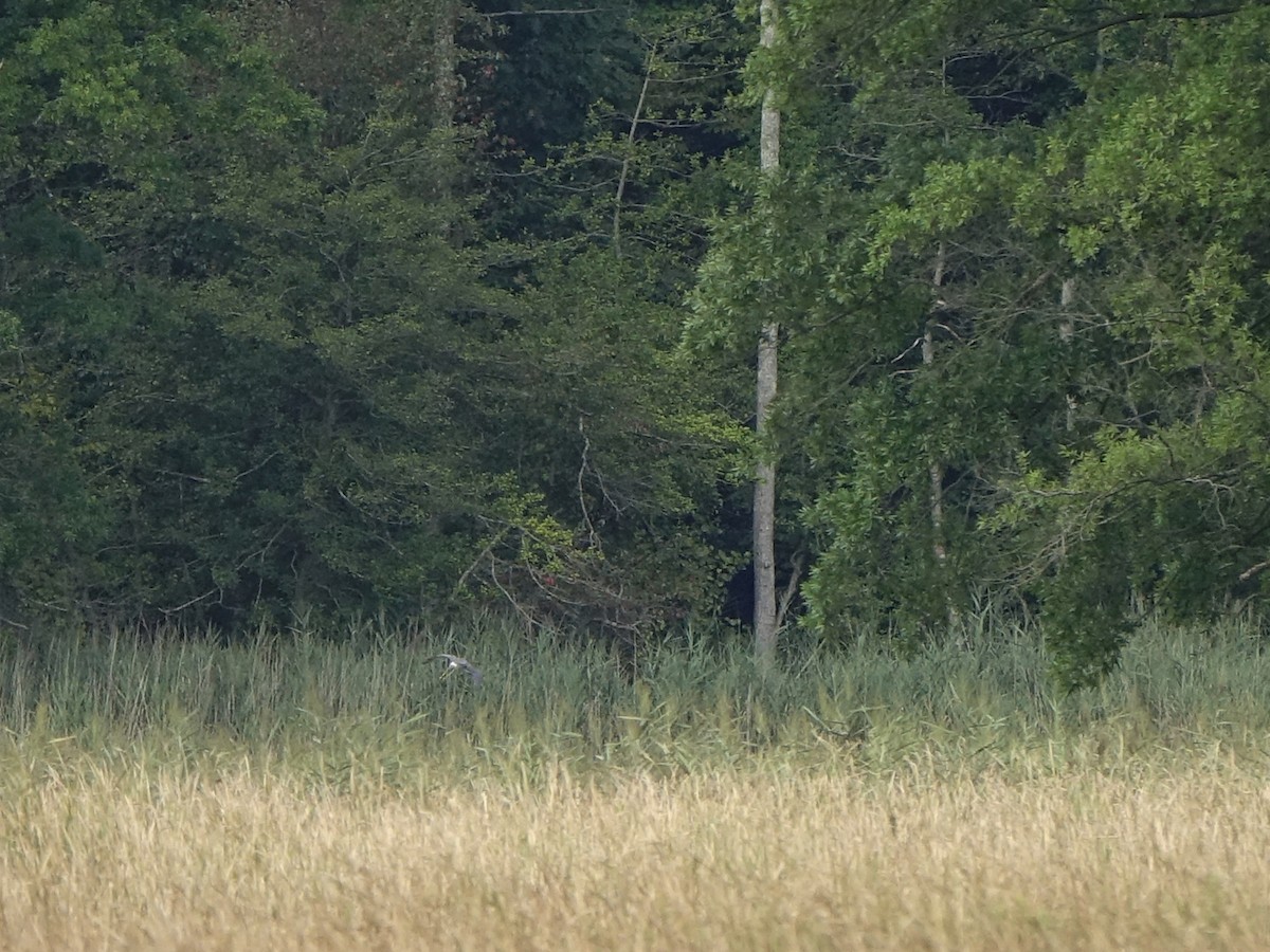 Tricolored Heron - ML113267651