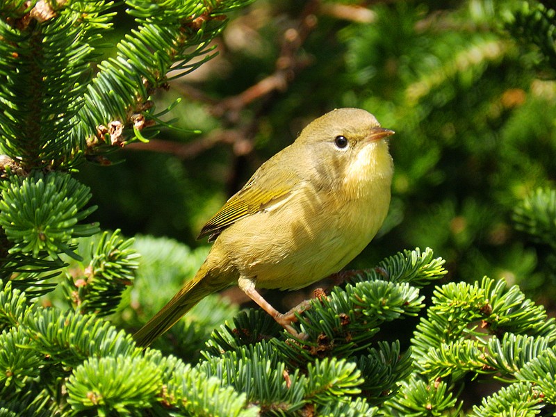 Common Yellowthroat - ML113268371