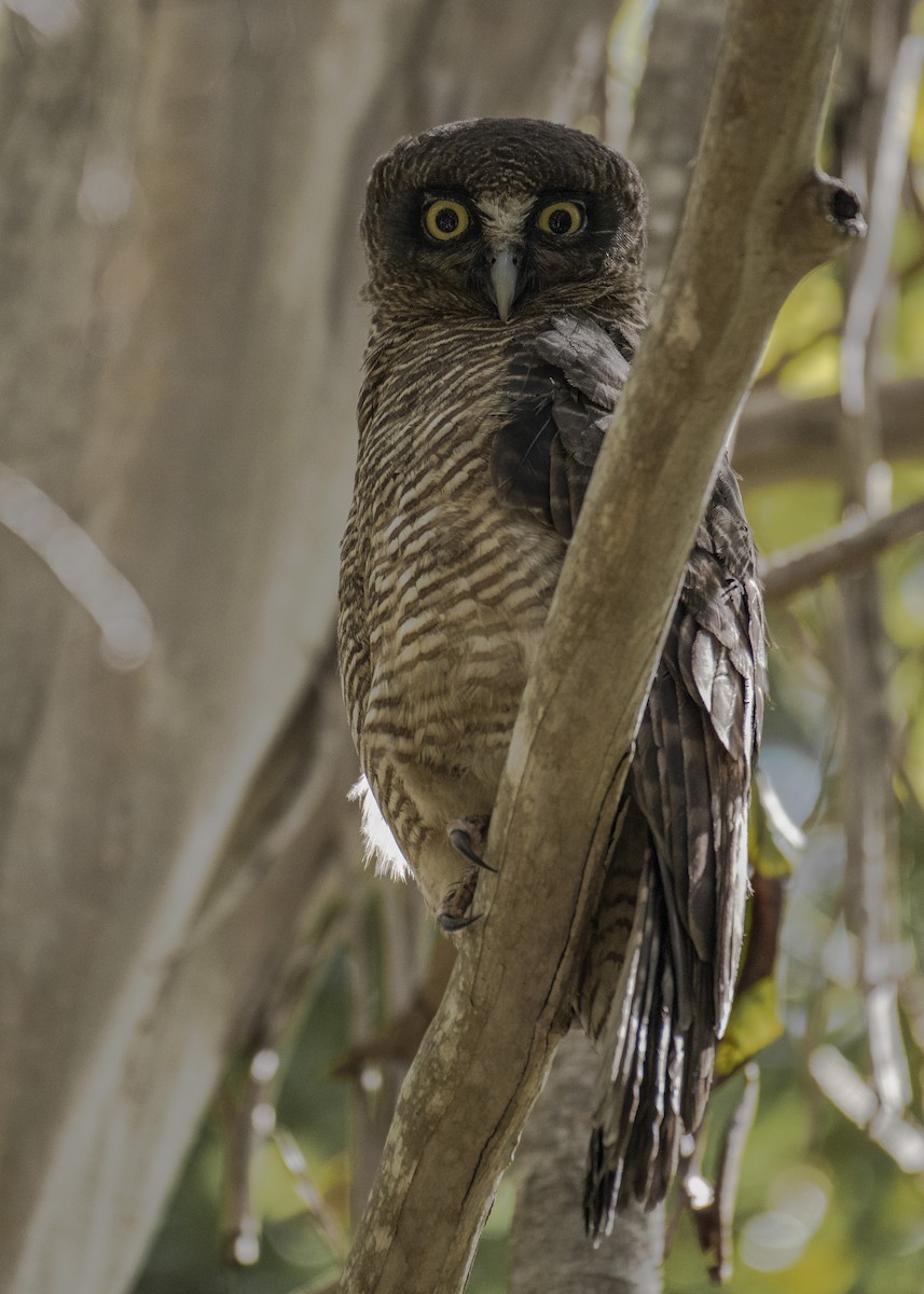 Rufous Owl - ML113269751