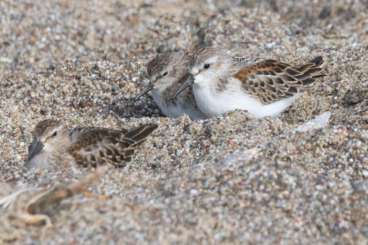 Western Sandpiper - Mark Schulist