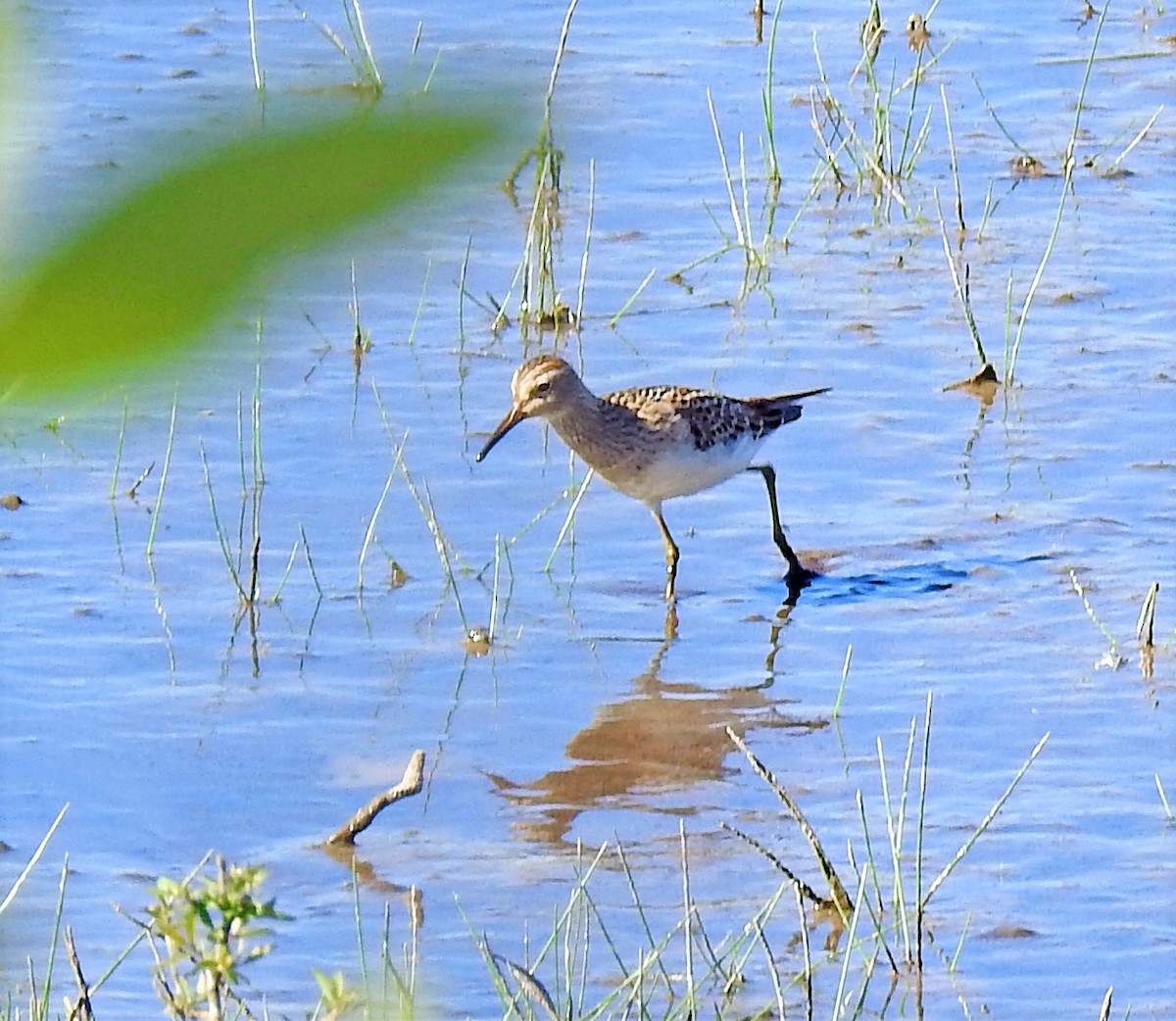 Bécasseau à poitrine cendrée - ML113270521