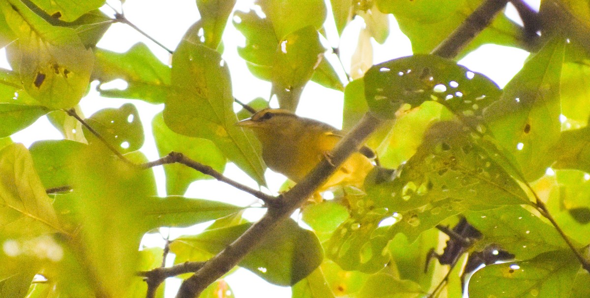 Worm-eating Warbler - ML113270621