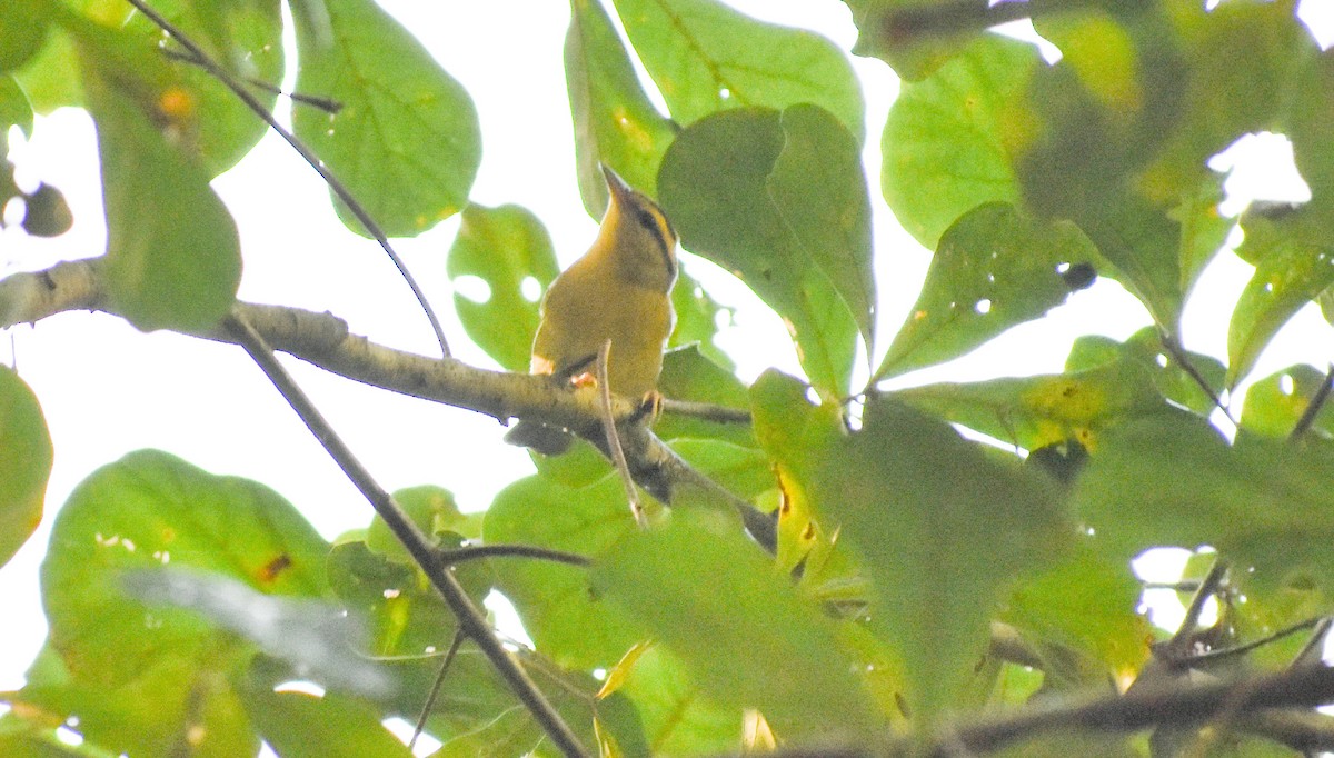 Worm-eating Warbler - ML113270831