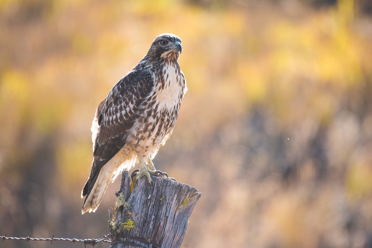 Red-tailed Hawk - ML113271541