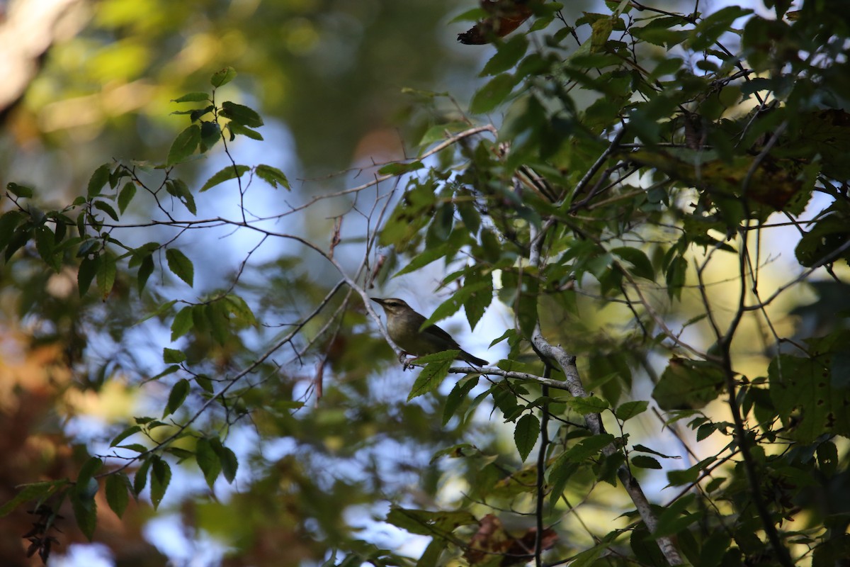 Swainson's Warbler - ML113271561