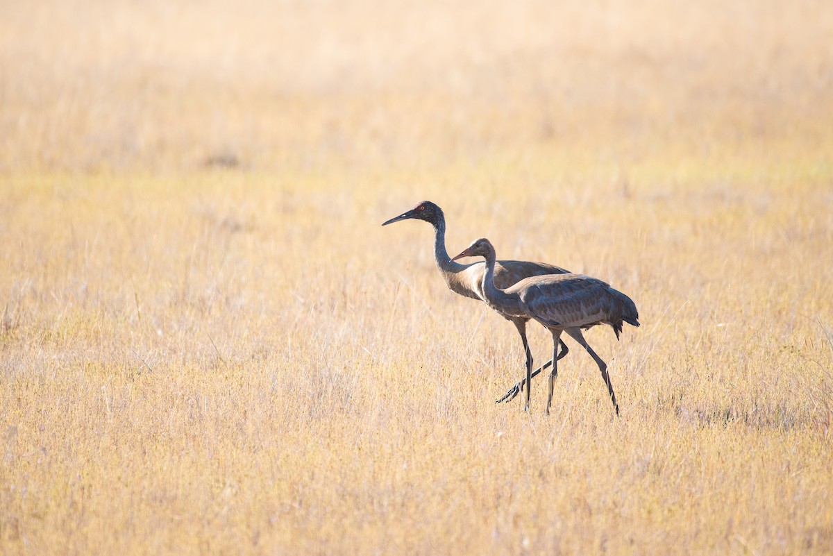 Sandhill Crane - ML113271641