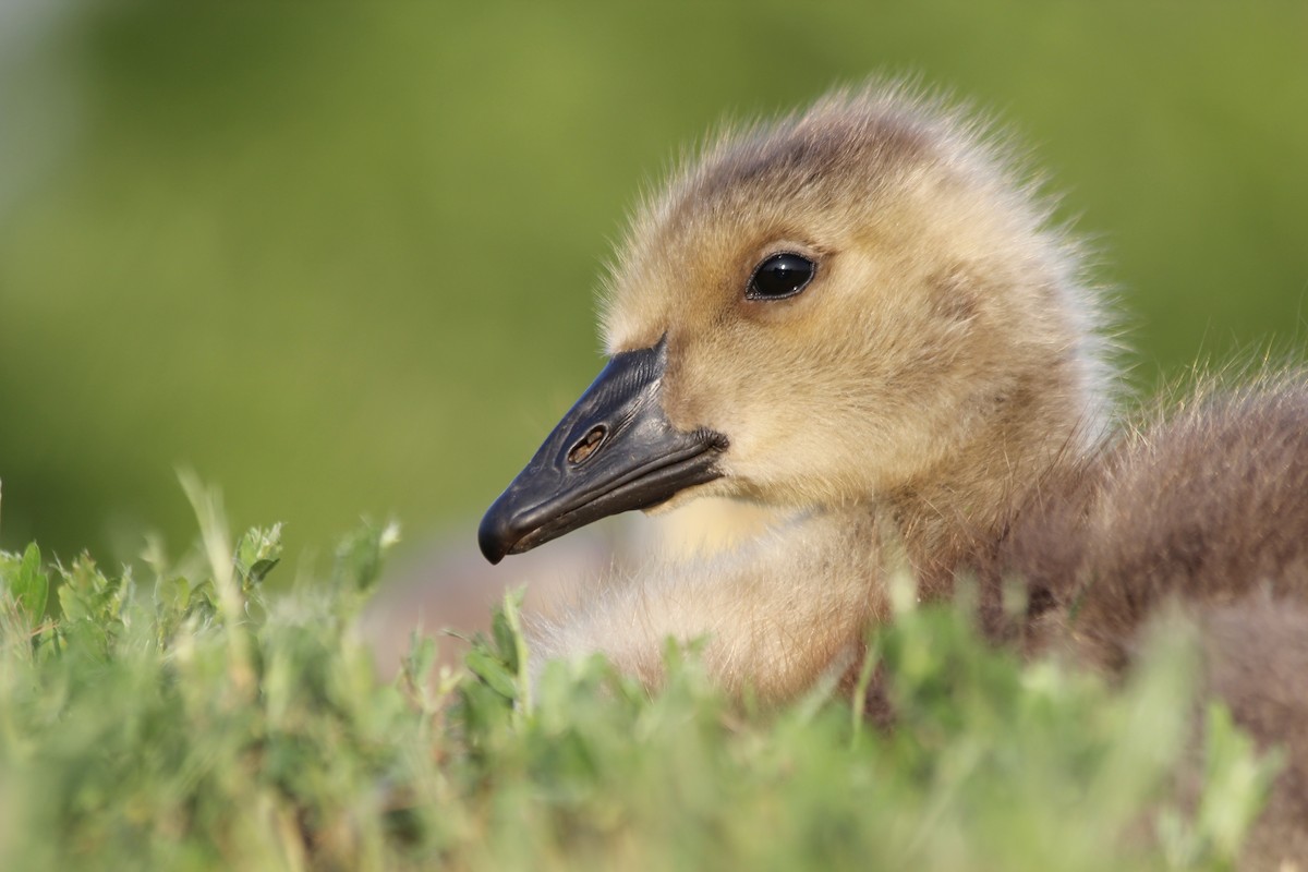 Canada Goose - ML113272931