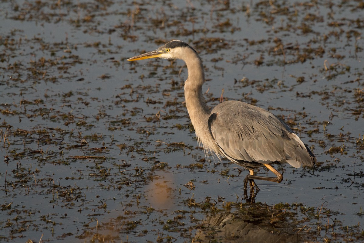 Great Blue Heron - Molly Goheen