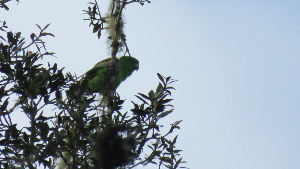 Golden-mantled Racquet-tail - Tim Forrester