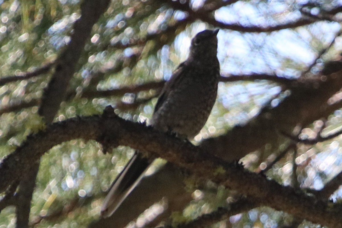 Townsend's Solitaire - ML113275691