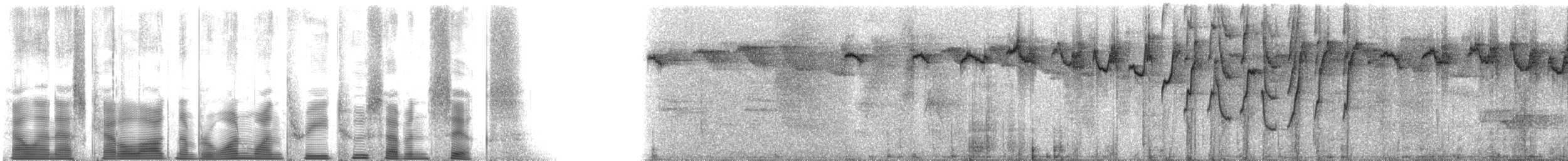 Карликовый колибри-отшельник - ML113276