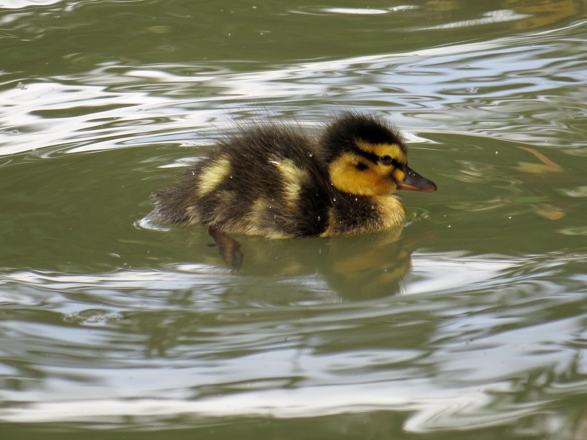 Canard colvert - ML113276741