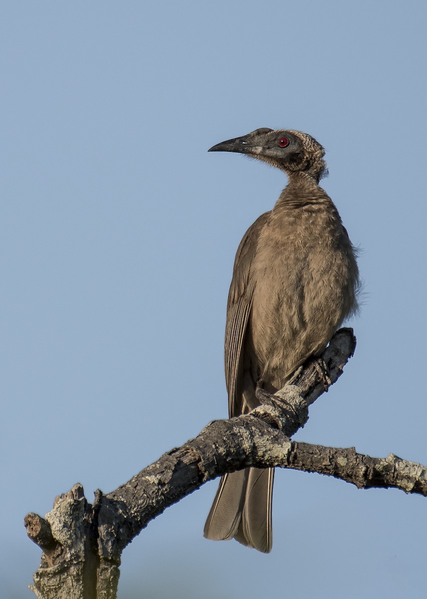 Helmeted Friarbird - ML113277351