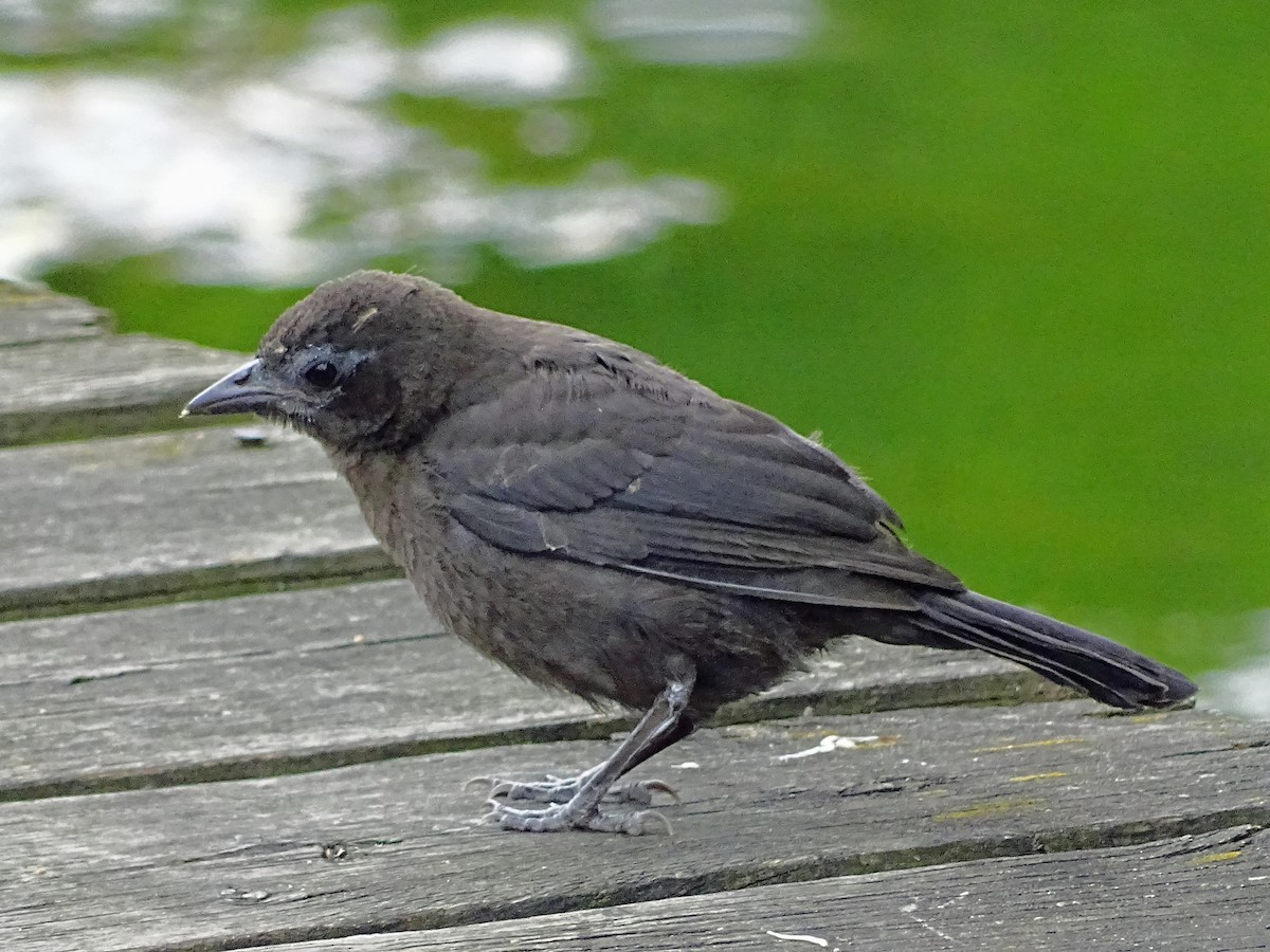 Common Grackle - ML113277391
