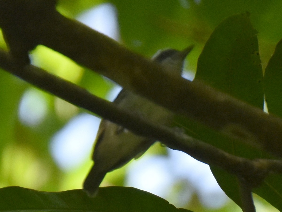 Plain Antvireo - Mike Ostrowski